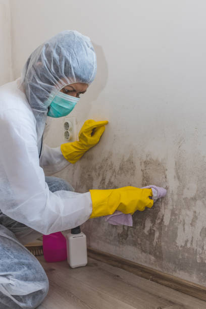 Best Water Damage & Mold Remediation  in Augusta, KY