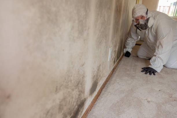 Best HVAC Mold Inspection and Cleaning  in Augusta, KY